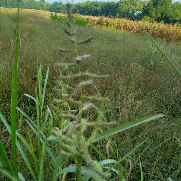 Echinochloa crus-galli Flower