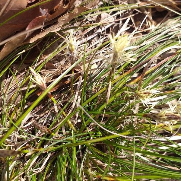 Carex humilis 花