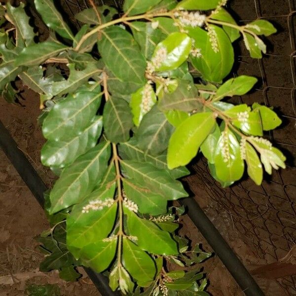 Combretum micranthum 葉