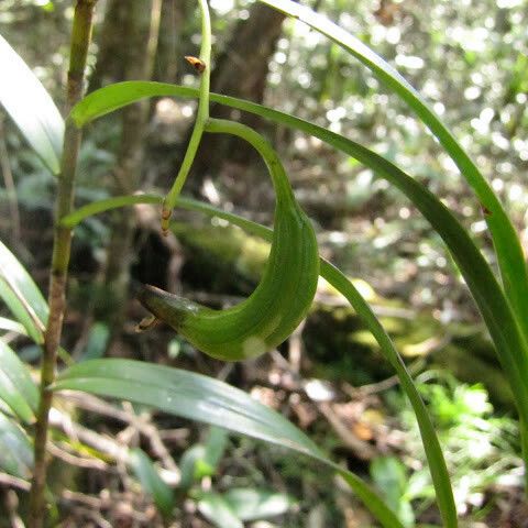 Dendrobium steatoglossum 整株植物