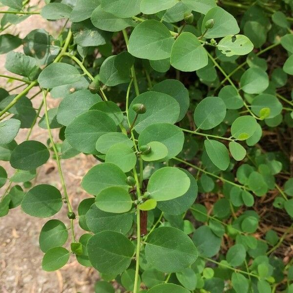 Capparis spinosa Lapas