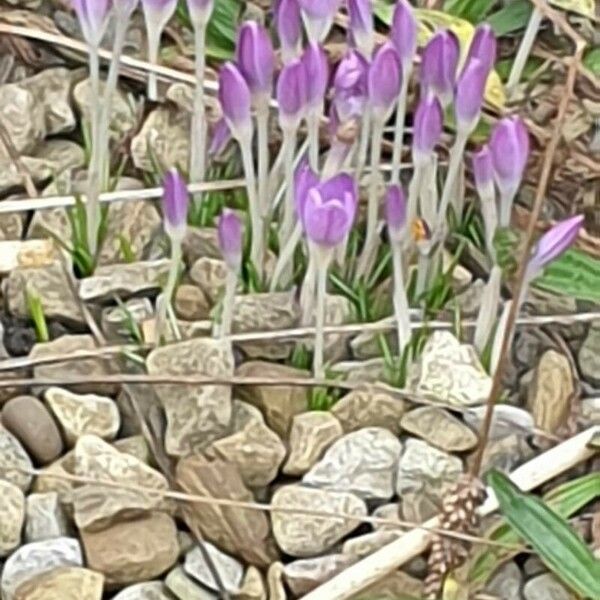 Crocus tommasinianus Flower