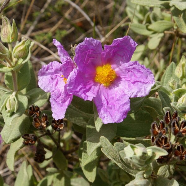 Cistus albidus 花