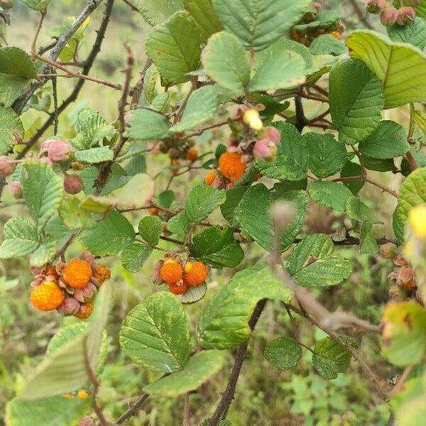 Rubus ellipticus Fruto