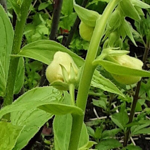 Digitalis grandiflora বাকল