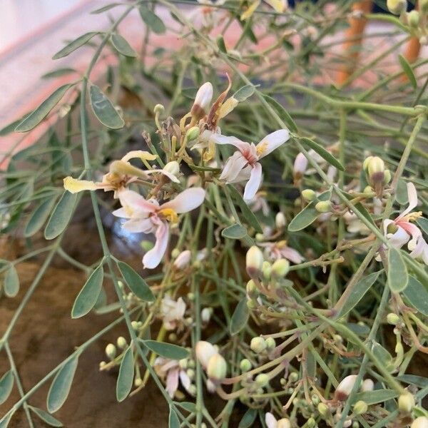 Moringa peregrina Blatt