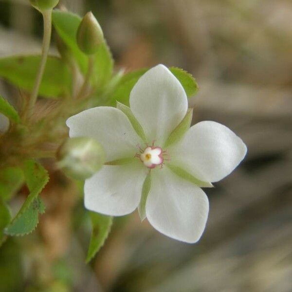 Sauvagesia erecta Õis