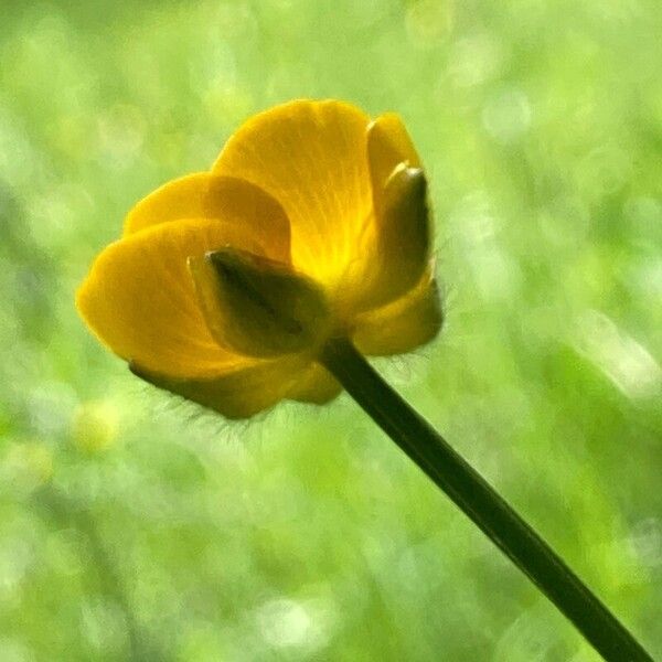 Ranunculus polyanthemos Blomma