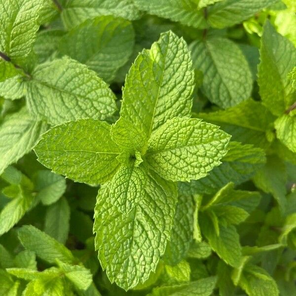 Mentha spicata ഇല