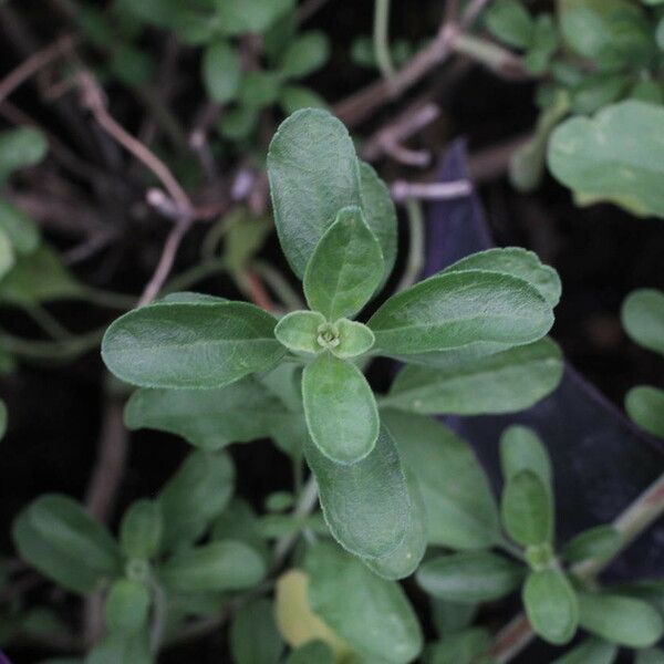 Salvia × jamensis Fuelha