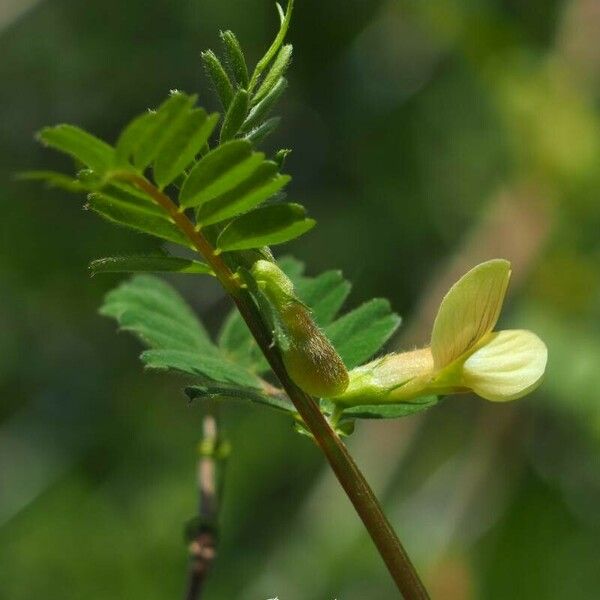 Vicia hybrida Flor