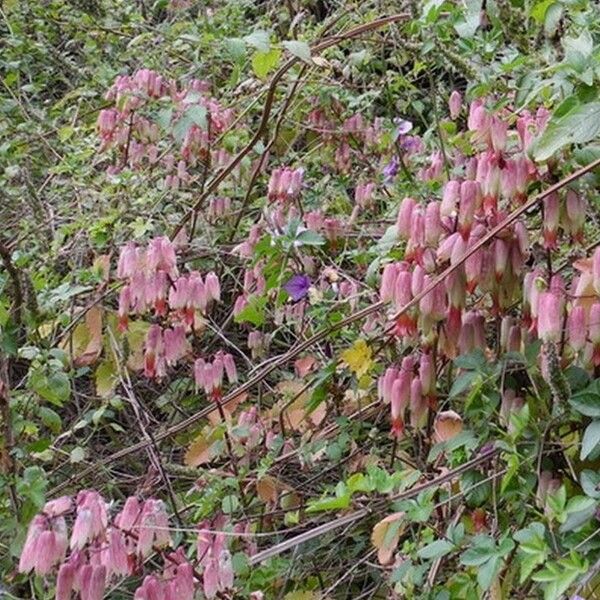 Bryophyllum pinnatum Flower