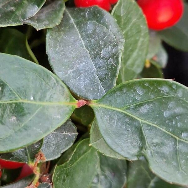 Gaultheria procumbens পাতা