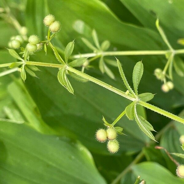 Galium aparine Liść