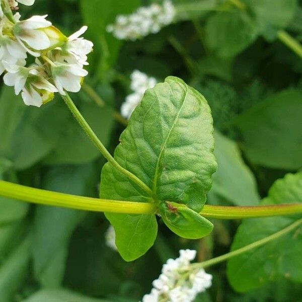 Fagopyrum esculentum Feuille