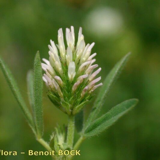 Trifolium squamosum പുഷ്പം