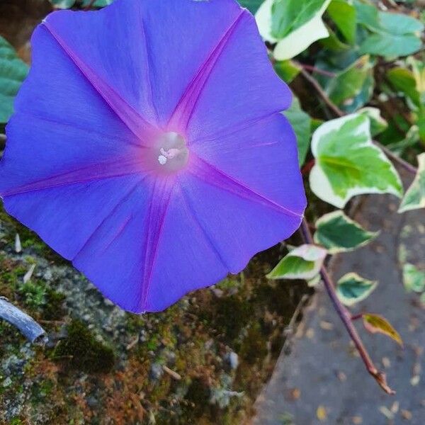 Ipomoea purpurea Flower