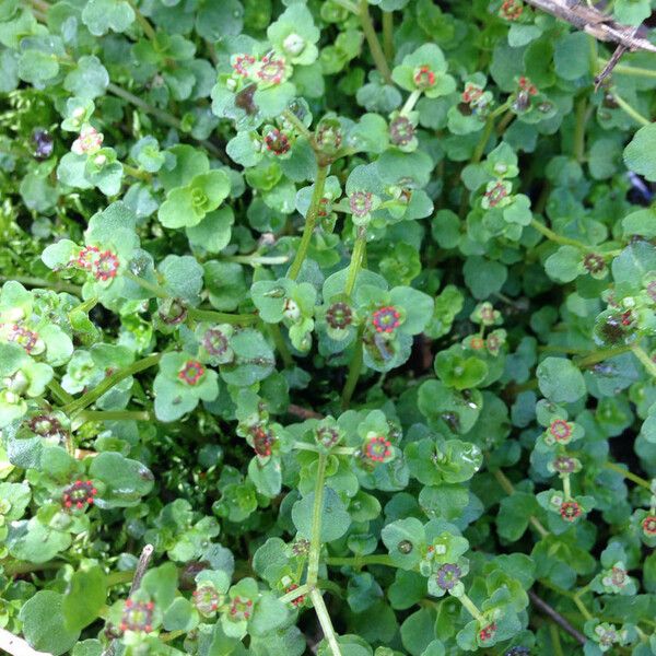 Chrysosplenium americanum Habitus