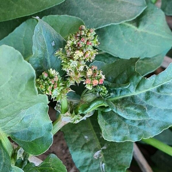 Rumex spinosus Květ