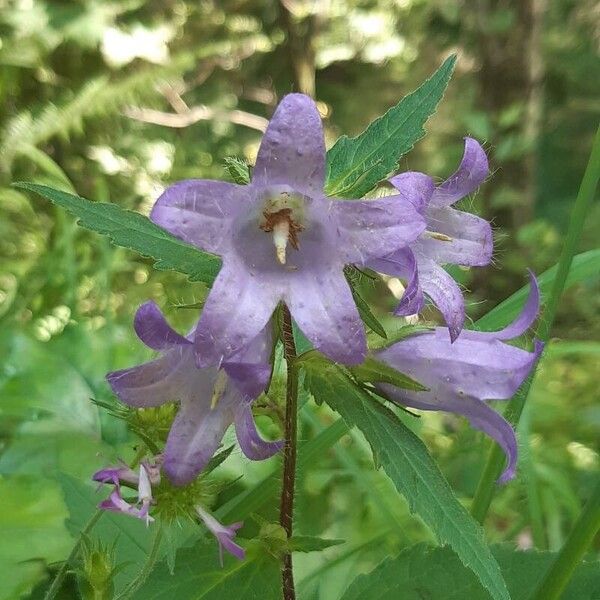 Campanula trachelium Virág