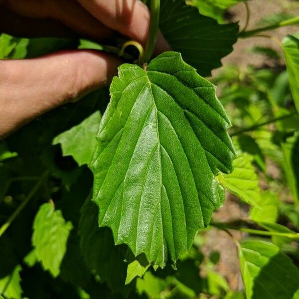 Viburnum dentatum Yaprak