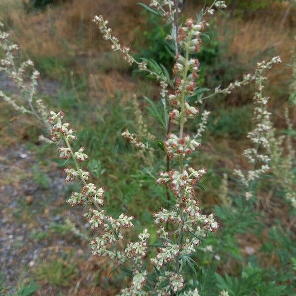 Artemisia vulgaris Kwiat