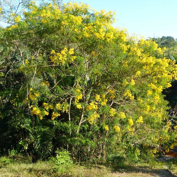 Senna multijuga Habitatea