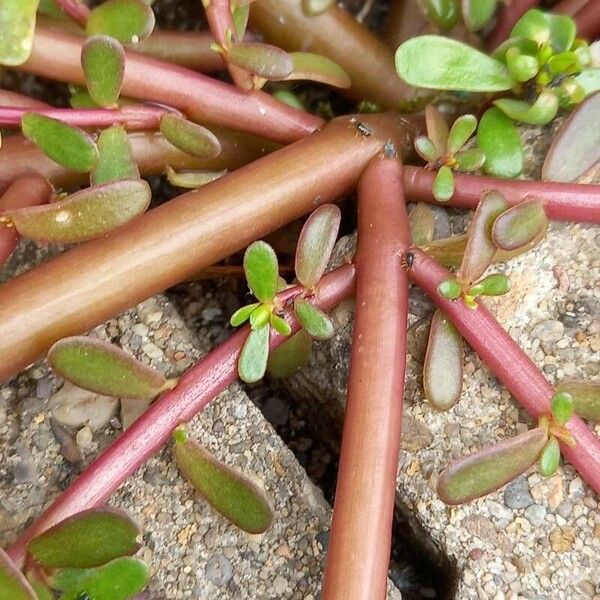 Portulaca oleracea Bark