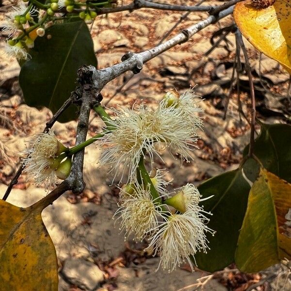 Syzygium guineense Kwiat