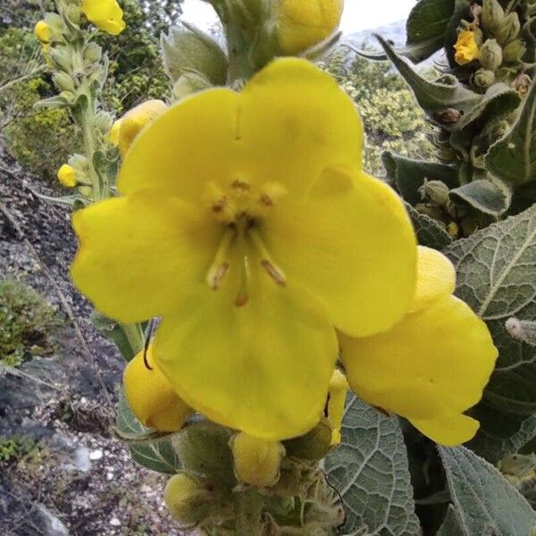 Verbascum densiflorum Květ