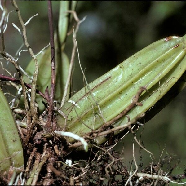 Gongora atropurpurea Кара