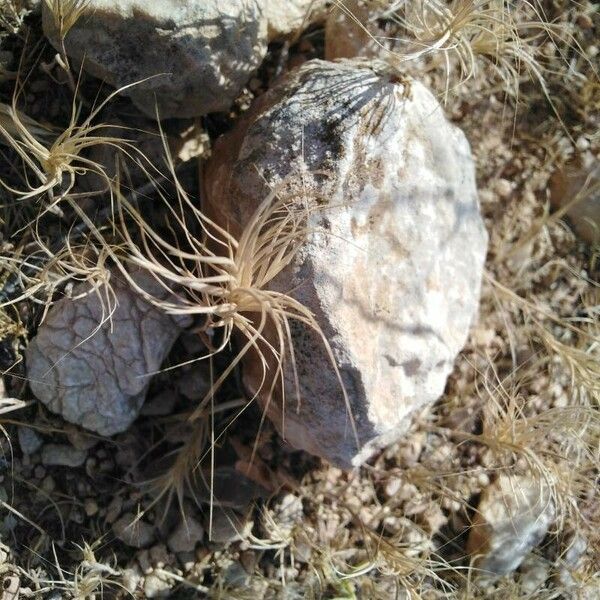 Bromus madritensis Other