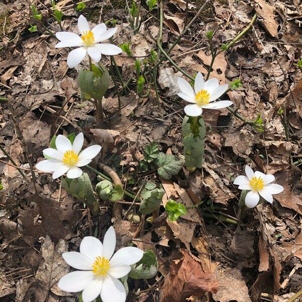 Sanguinaria canadensis Kukka