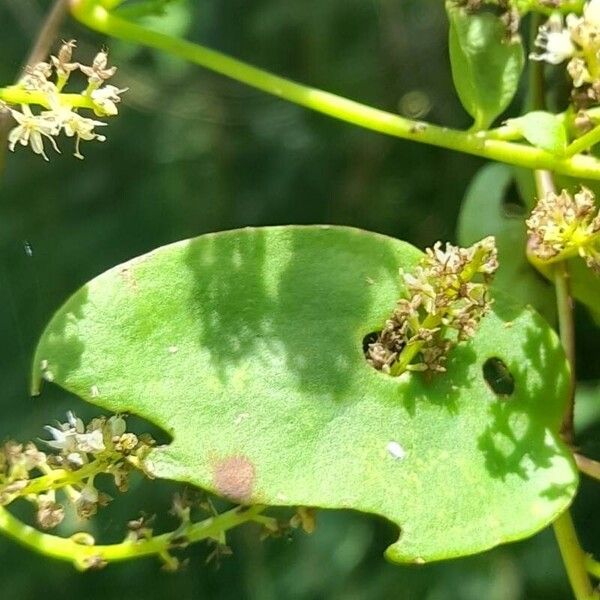 Anredera cordifolia Folha