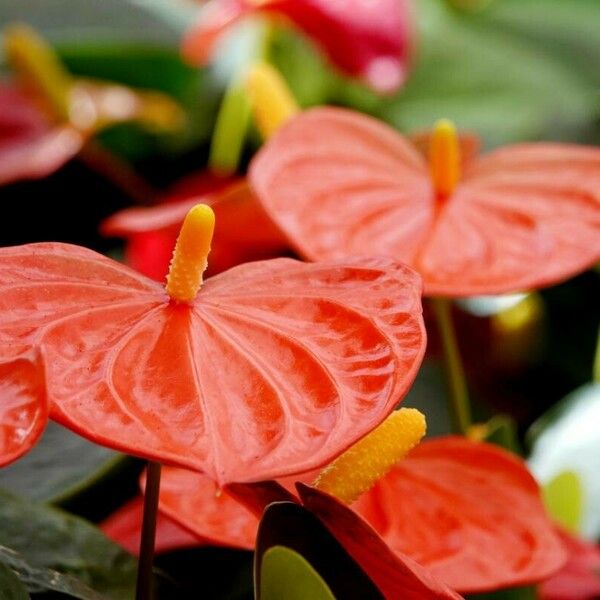 Anthurium scherzerianum 花