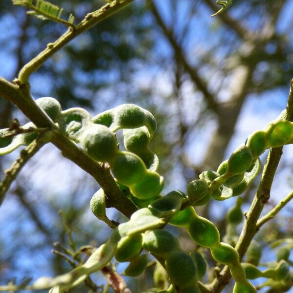 Acacia mearnsii Frukt
