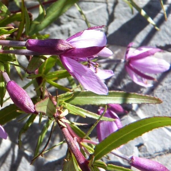 Epilobium dodonaei 其他