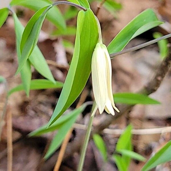 Uvularia sessilifolia Kvet