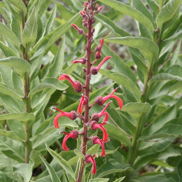 Lobelia tupa Flower