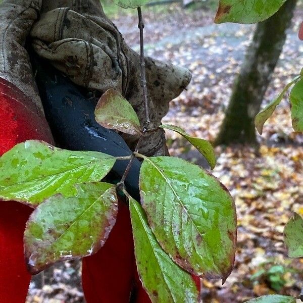 Viburnum rufidulum Feuille