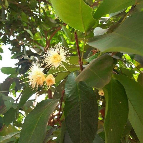 Syzygium aqueum Blomst