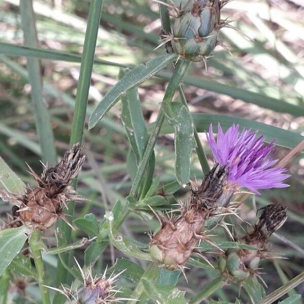 Centaurea aspera Flower