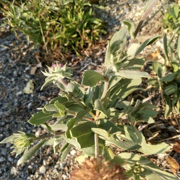 Gaillardia pulchella 葉