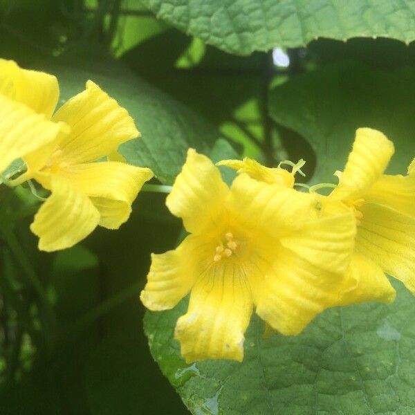 Thladiantha dubia Fleur