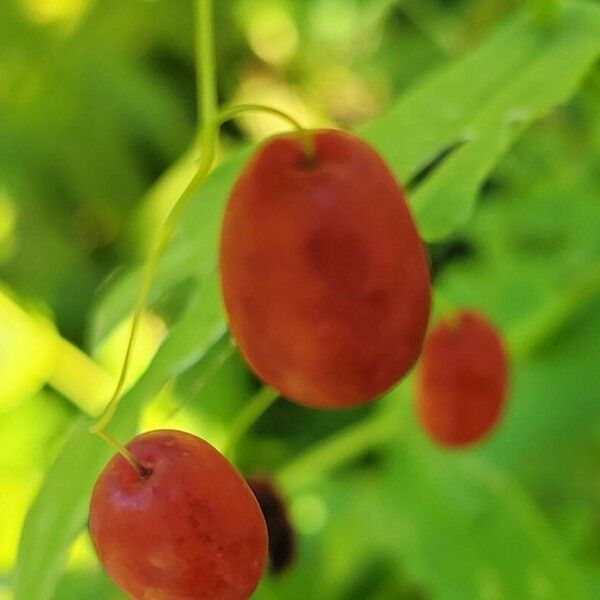 Streptopus amplexifolius Frucht