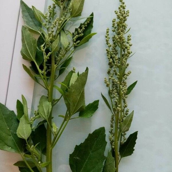 Chenopodium berlandieri Blatt