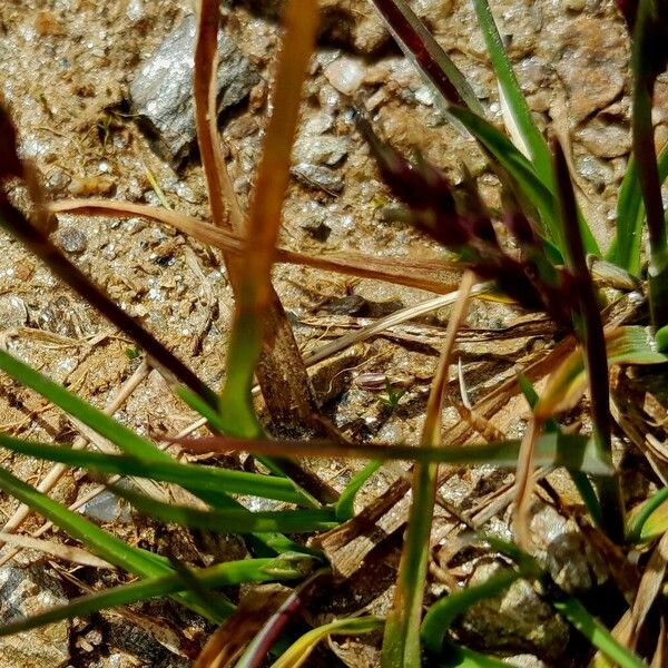 Poa alpina Levél