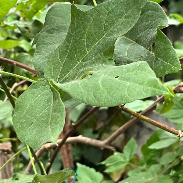 Gossypium barbadense Fuelha