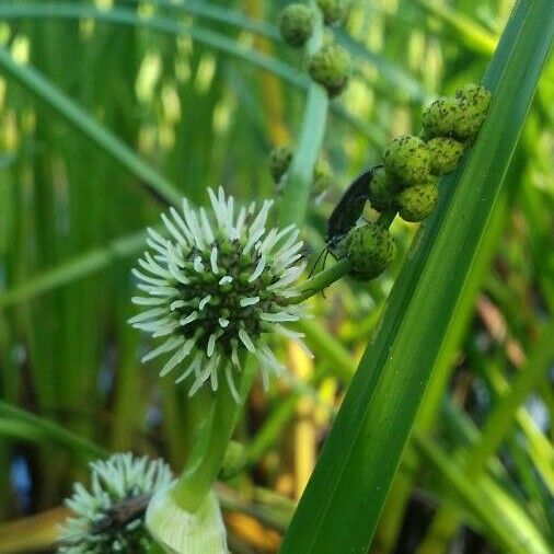 Sparganium erectum Kwiat