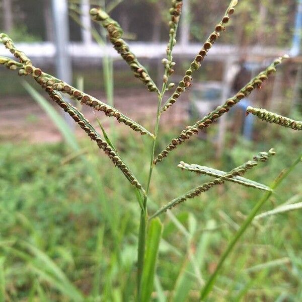 Paspalum scrobiculatum Lorea